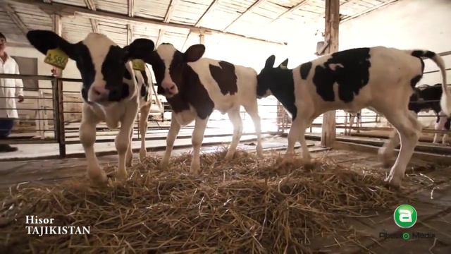 Hisor / Гиссар / Ҳисор (Abdullo Media 2015) HD смотреть онлайн