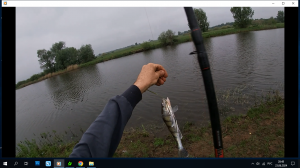 Летняя ловля судака и берша на тюльку на отводной поводок. Способ ловли, место, насадка и остнастка.