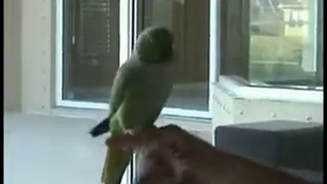 Самый умный попугай планеты.Приколы