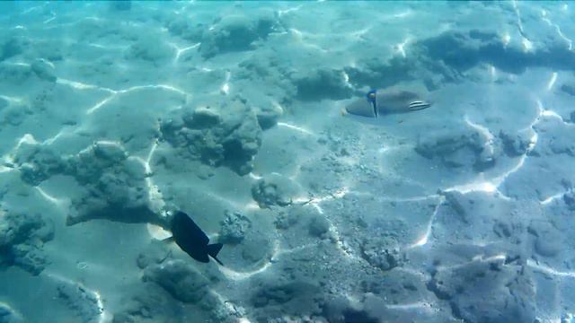 Рыба Спинорог в Красном море смотреть онлайн