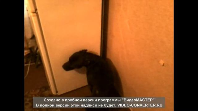 Питбуль в углу смотреть онлайн