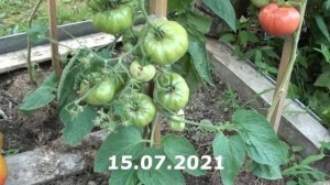 Томат Жемчужина Джанет сладкий нежный и очень красивый сорт