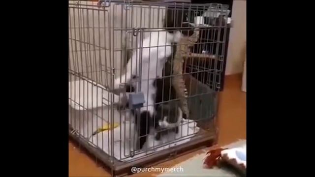 My Name Is Giovanni Giorgio but everybody calls me...Giorgio смотреть онлайн