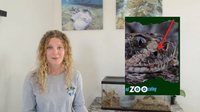 Rattlesnake Adaptations | How Rattlesnakes Survive | EdZOOcating Adventures смотреть онлайн