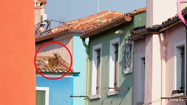 FIND THE HIDDEN ANIMALS GAME | NO ONE CAN FIND ALL THE HIDDEN ANIMALS!! | 100% FAIL | BRAIN TEST смотреть онлайн