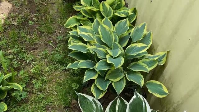 Дача. Начало июня. ) Что сейчас цветет. смотреть онлайн