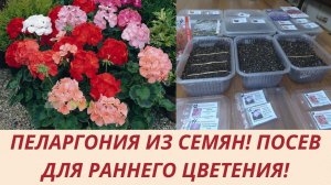 ПОСЕВ СЕМЯН ПЕЛАРГОНИИ В НОЯБРЕ НА РАССАДУ ДЛЯ РАННЕГО ЦВЕТЕНИЯ.ОБЗОР СЕМЯН.ВИДЕО О ПОСЕВЕ.