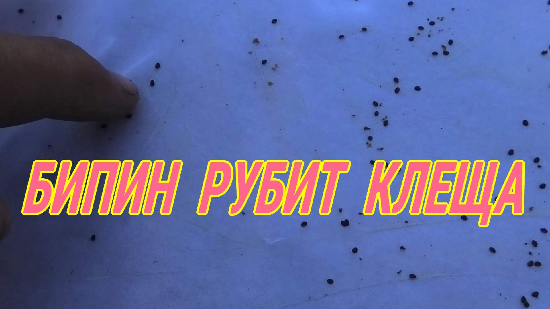 БИПИН И ПЧЕЛА ГИБЕЛЬ КЛЕЩА смотреть онлайн