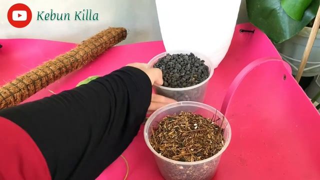 Repotting Syngonium Pink Splash