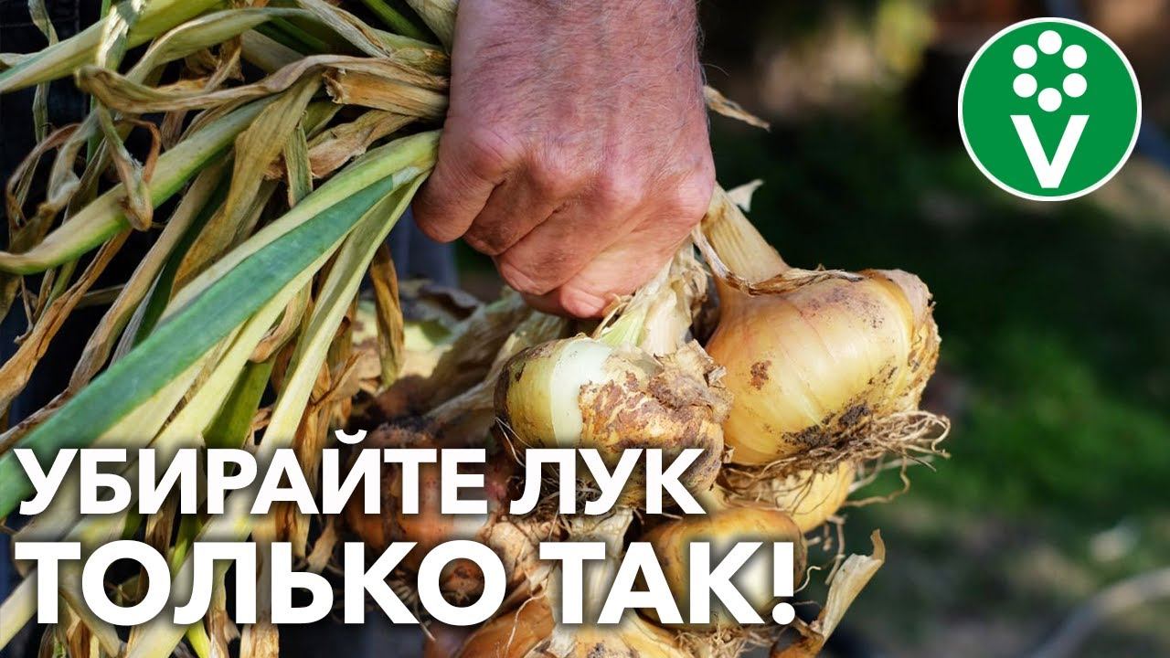 ЛУКОВИЦЫ БУДУТ КРУПНЫЕ И ХОРОШО СОХРАНЯТСЯ! Все секреты правильной уборки репчатого лука! смотреть онлайн