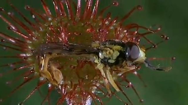 росичка смотреть онлайн