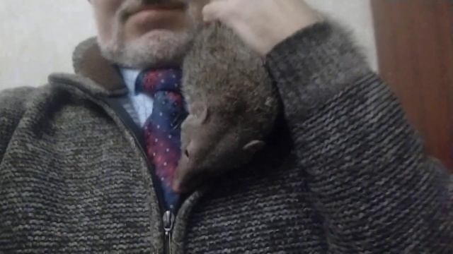 Домашняя мангуста. Телячьи нежности смотреть онлайн