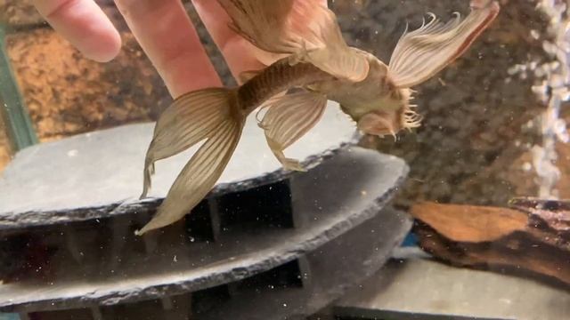 Ancistrus Sp. Green Dragon Longfin.