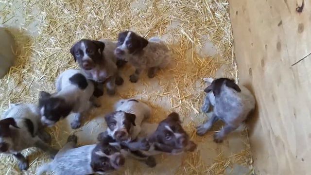 Briar/Chewie Litter 6-7-15 смотреть онлайн