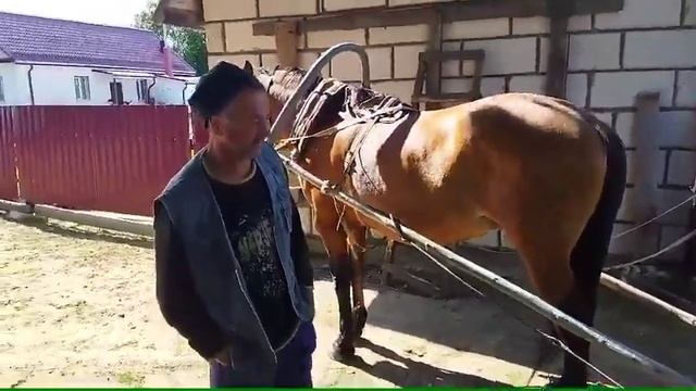 Запрягли в телегу кобылу/ белорусская упряжная смотреть онлайн