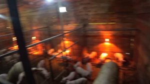 С чего начал свиноводство