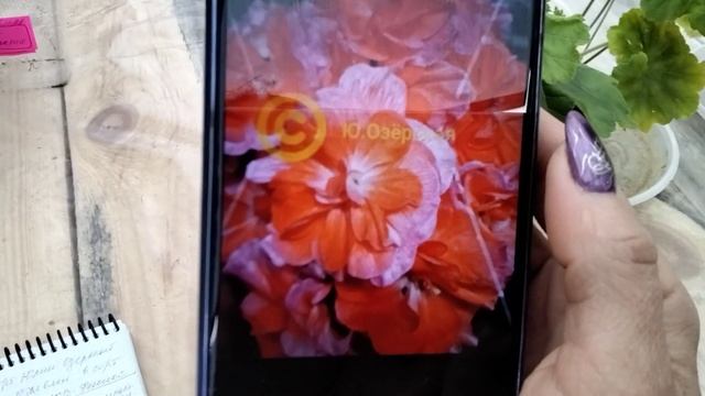 #258.Суперновинки российского селекционера Юлии Озёрской! Мои обновки. смотреть онлайн