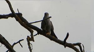 Как поет кукушка и как она при этом двигается