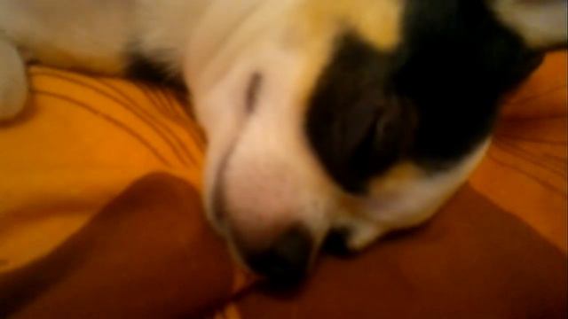 Арчи любит когда ему чешешь животик смотреть онлайн