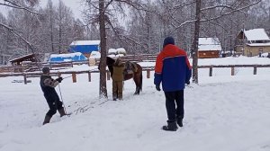 Как обучают молодого коня