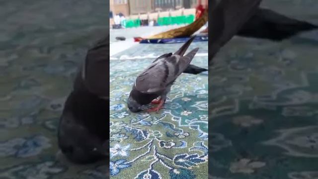 Чудо голуб совершает намаз в Мекке 🕋☝️ смотреть онлайн