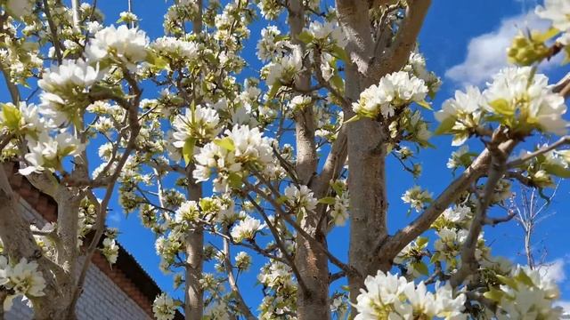 Цветущая груша. Райская красота????? смотреть онлайн