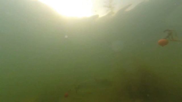 Поклевка пеленгаса. Подводная съемка смотреть онлайн