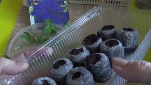 Укореняю черенки петунии, 29. 11. 19г. Луна в Козероге.