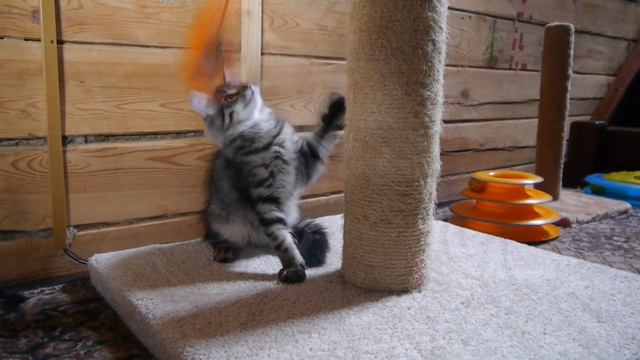 Норвежский лесной котенок Tyson On Fashion Peak, 3 месяца смотреть онлайн