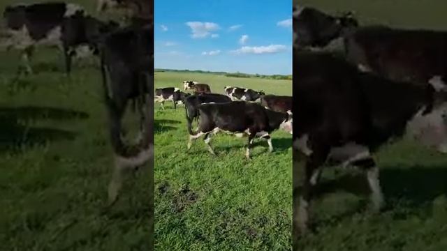 самое счастливое животное, которое выполняет свое назначение, а ты нашел свое предназначение? смотреть онлайн