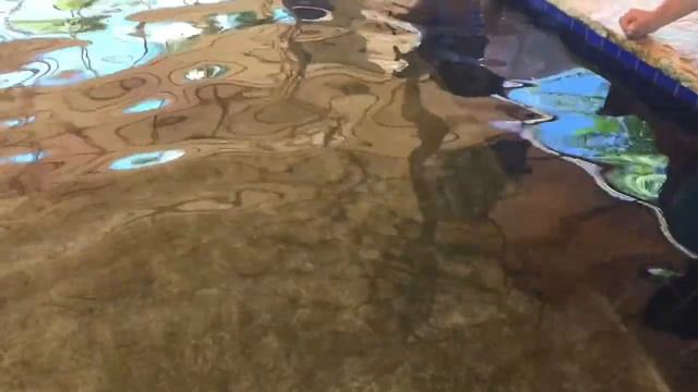 2017.11. Miami Seaquarium. Пингвины, попугаи, черепахи и другие