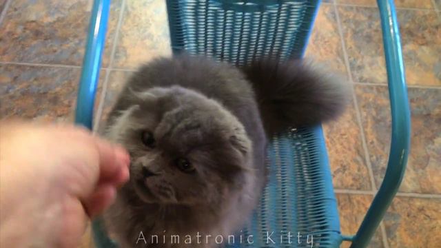 Munchkin kitten-Mr Mooshka the Animatronic kitty Sits up смотреть онлайн