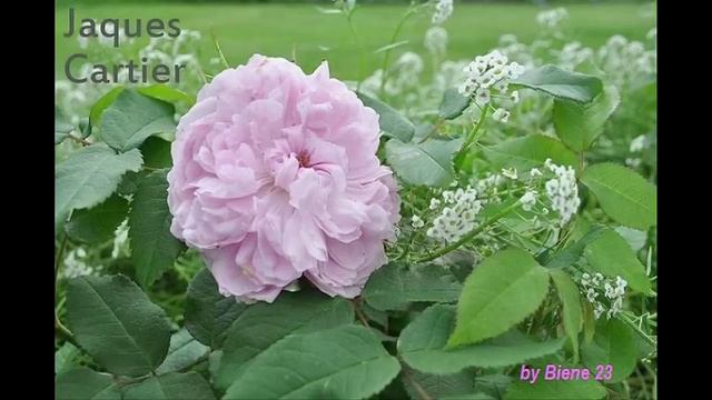 Rosenträume смотреть онлайн