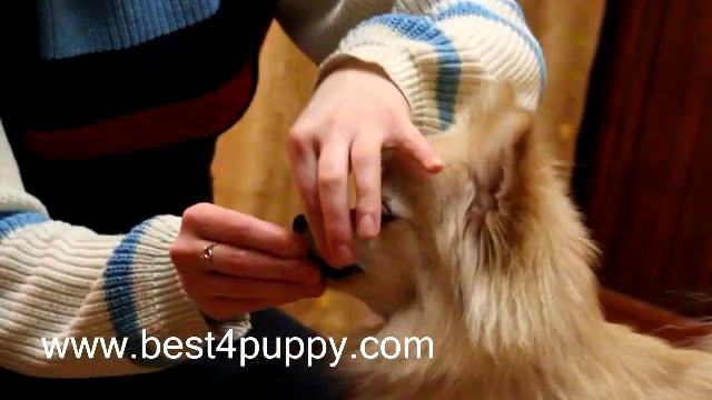 Показ зубов у собаки смотреть онлайн