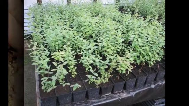 посев семян сосны в питомнике planting pine seeds in the nursery смотреть онлайн