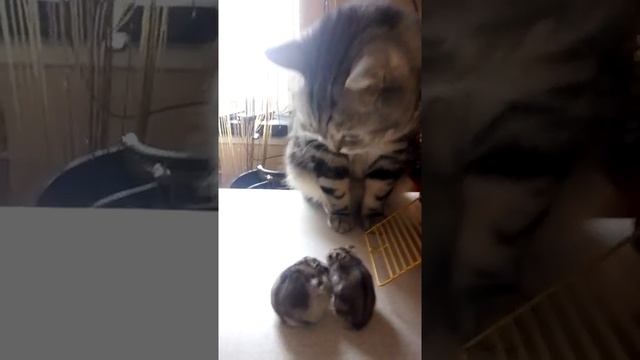 Хомяк укусил кота смотреть онлайн