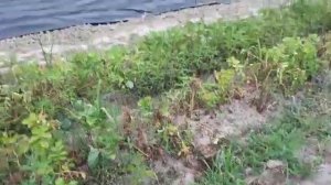 Сорт клубники  БОМБА !!! Крапо 10