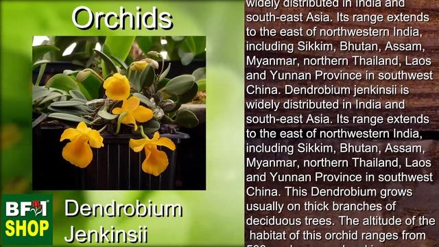 (Dendrobium jenkinsii) Orchids Gallery Malaysia at BF1 смотреть онлайн