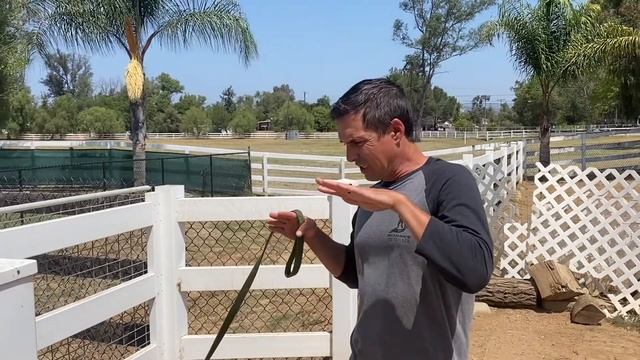 Dog parks//Setting your dog up for success смотреть онлайн