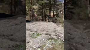 Маральник в Чемальском районе возле реки Узнезя