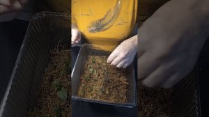 УКОРЕНЕНИЕ ГОРТЕНЗИИ В МОХ ПОЧКОЙ