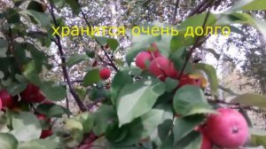 Яблоня сорта «Заветное»