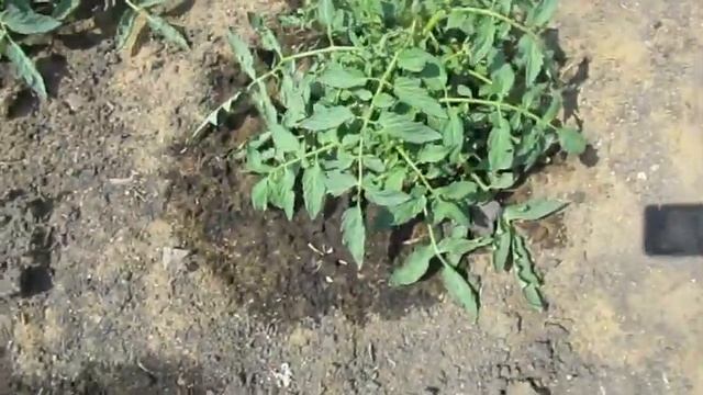 Томат Монгольский карлик в теплице и открытом грунте. смотреть онлайн
