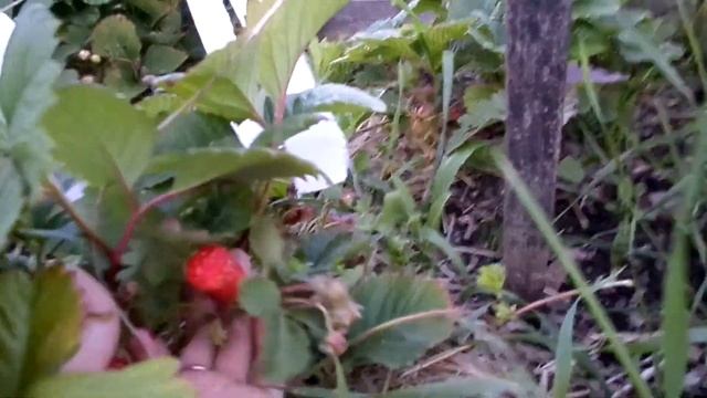 экскурсия по нашему участку. первый урожай. почему тянется капуста смотреть онлайн