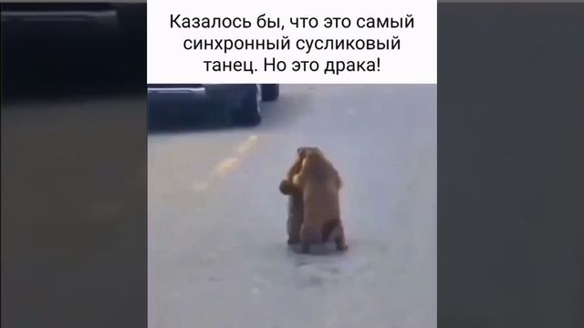драка сусликов смотреть онлайн