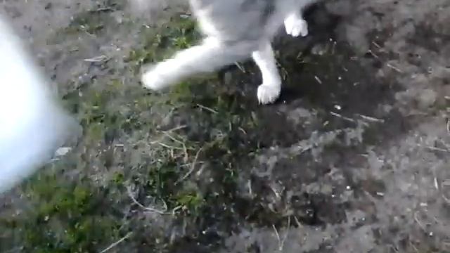 Кот рыбачит смотреть онлайн