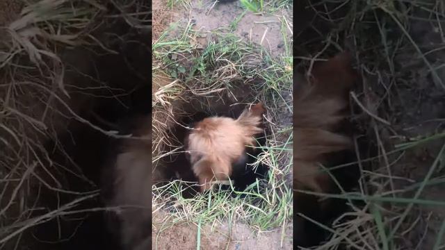 Йорки приколы))) Тоби держит  оборону)