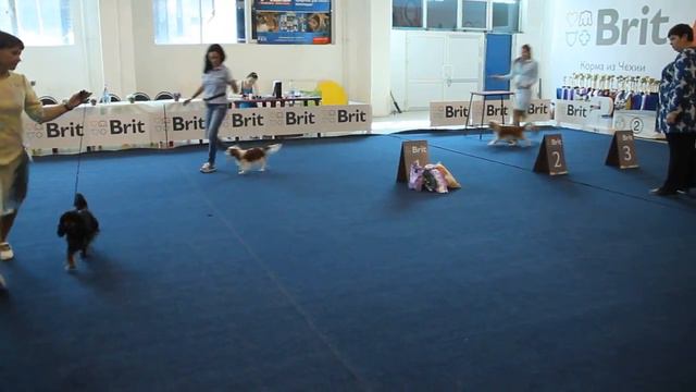 МОНО ККЧС ЧЕЛЯБИНСК 18.08.18 КЛ ЮНИОРОВ, СУКИ.