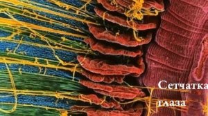 Макросъемка Завораживающее видео о нас Крупный план человеческих частей  на теле и внутри организма