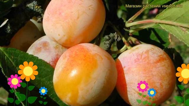 Слива Яхонтовая. Краткий обзор, описание характеристик, где купить саженцы Prunus Sp. Yakhontovaya